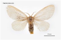 藏品(榕透翅毒蛾)的圖片